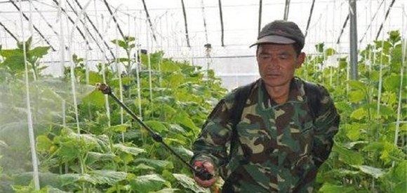 黄瓜白粉病防治方法