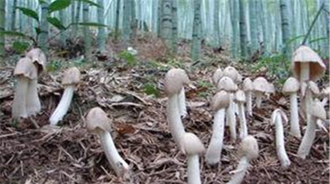 鸡枞菌是怎么形成的