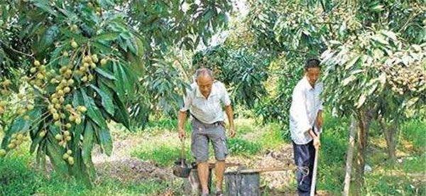 龙眼施什么肥比较好