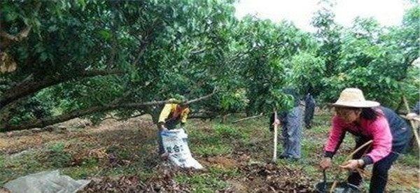 龙眼施肥管理方法