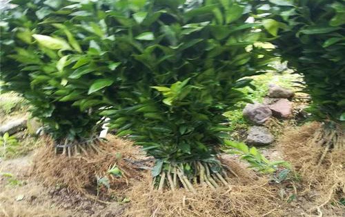 葡萄柚苗木选择与定植