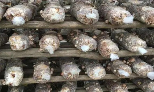 香菇菌筒养菌期间应如何管理