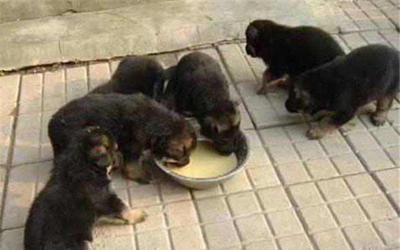 肉狗养殖日常管理技术要点