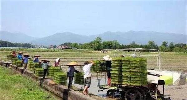 播种量的确定