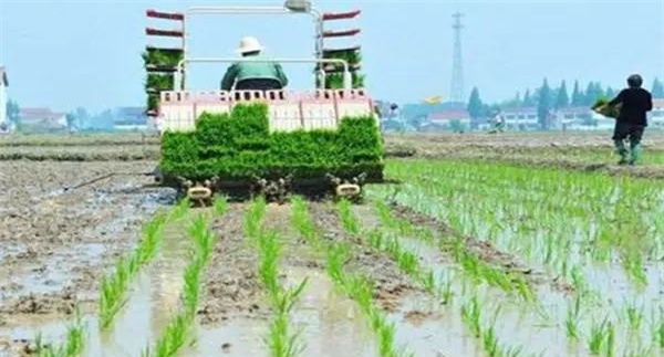 确定双季稻的播种量和播种时间