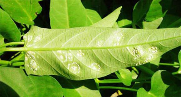 空心菜白锈病
