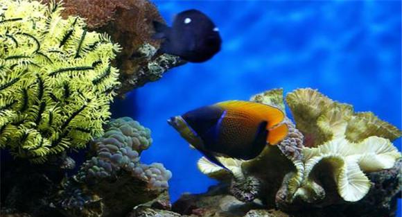海水观赏鱼
