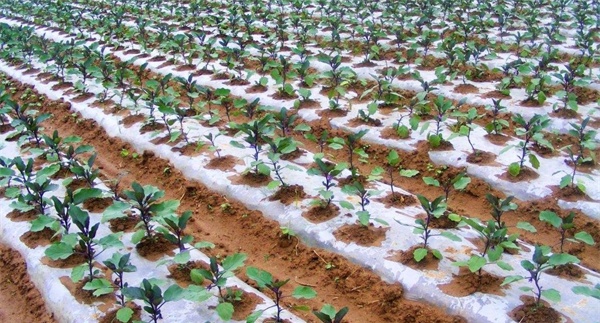 大棚茄子秋冬茬的定植与管理方法