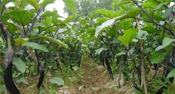 大棚茄子秋冬茬的定植与管理方法