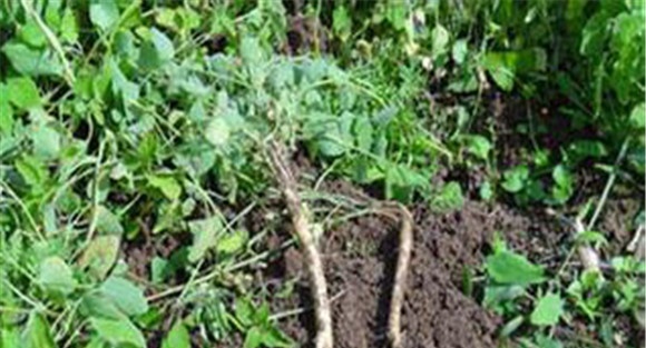 党参种植方法与技术要点