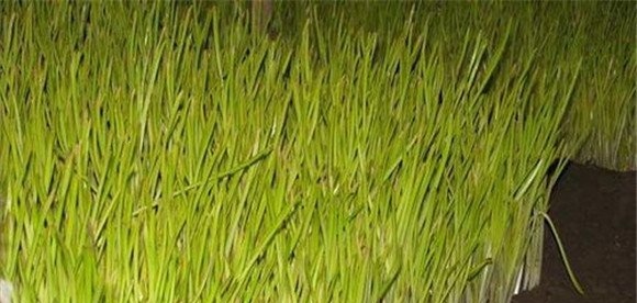 蒜黄种植的水分管理方法