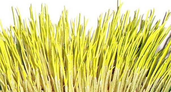 蒜黄的种植方法及其注意事项