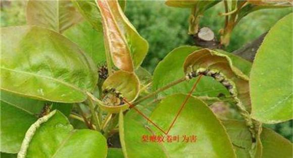 梨瘿蚊的危害症状