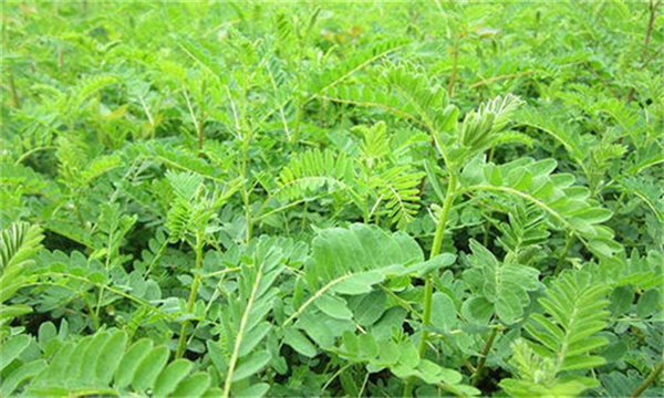 黄芪种植要点