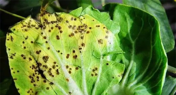 油菜黑斑病