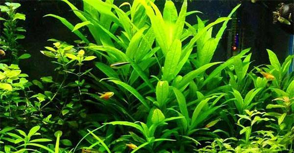 热带水草的种类