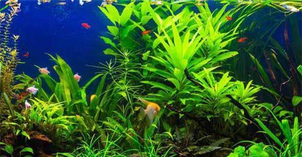 种植热带水草前的准备