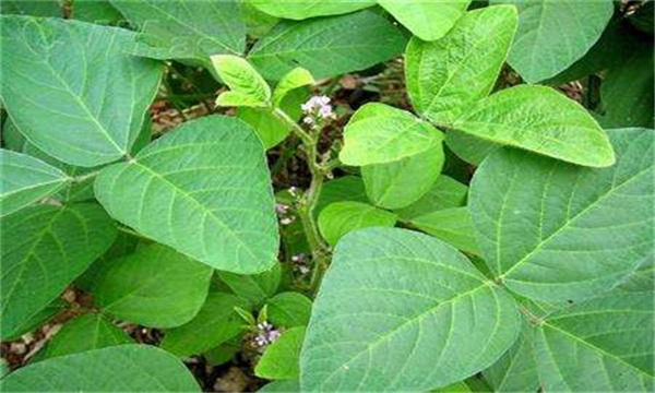 大豆落花落荚的原因是什么