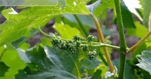 果树缺素症诊断方法