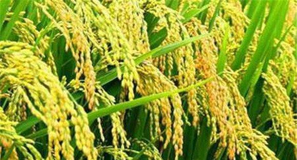 水稻精确定量栽培技术要点