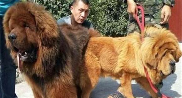 狗配种最佳时间