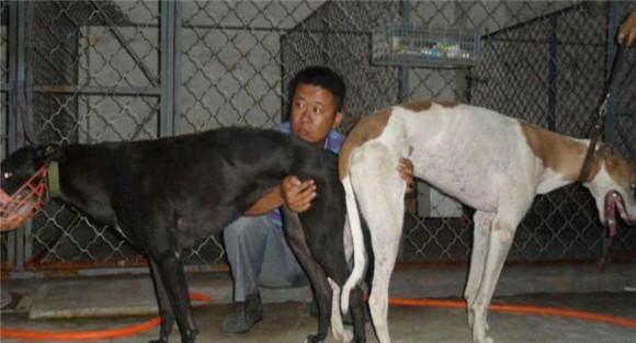 狗配种的过程及注意事项
