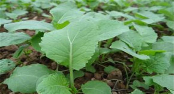 油菜幼苗期管理技术要点