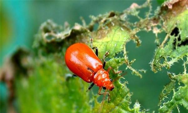 黄守瓜的发生特点