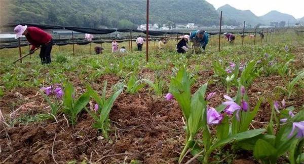 白芨栽培技术与管理要点
