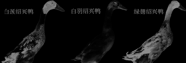 绍兴鸭
