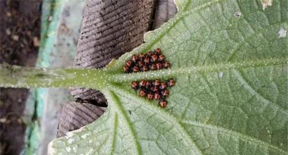 臭大姐的生物防治方法