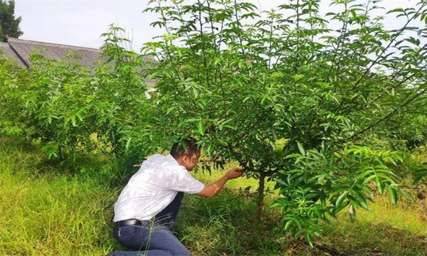 花椒园肥水一体化追肥技术