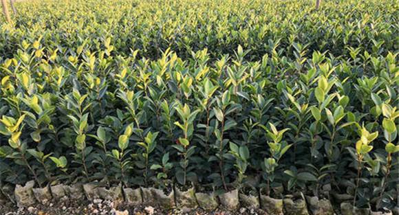 科学选用油茶苗木