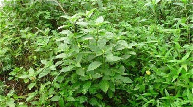 牛膝种植的亩效益情况