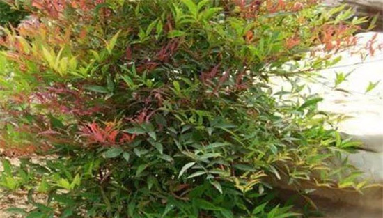 南天竹怎么养殖