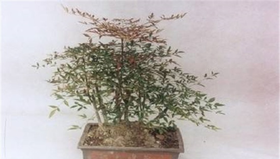 南天竹施肥要点