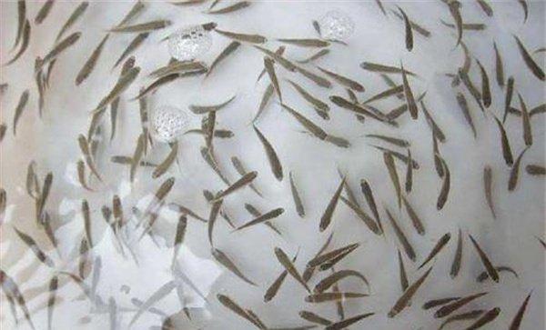 加州鲈鱼孵化方法