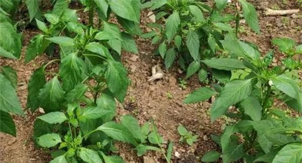 越夏辣椒定植后如何防止旺长?