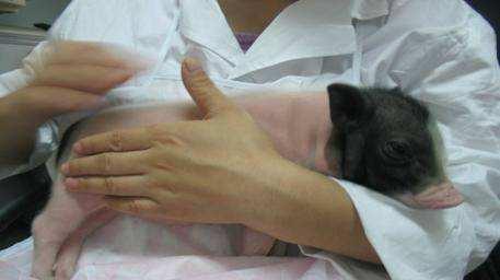 猪轮状病毒