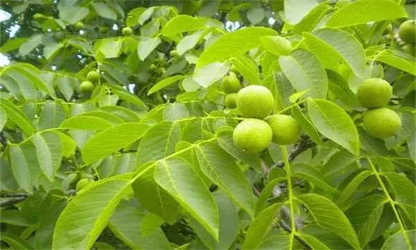 核桃腐烂病的防治方法