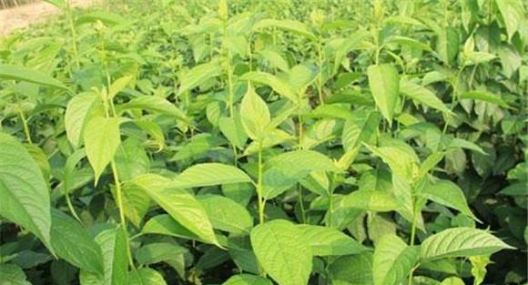 杜仲种植时间和方法