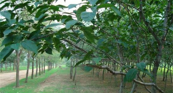 杜仲种植技术及管理要点