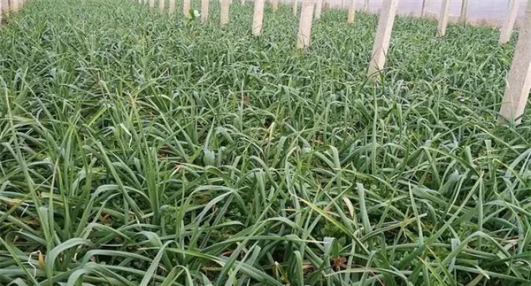 播种方法