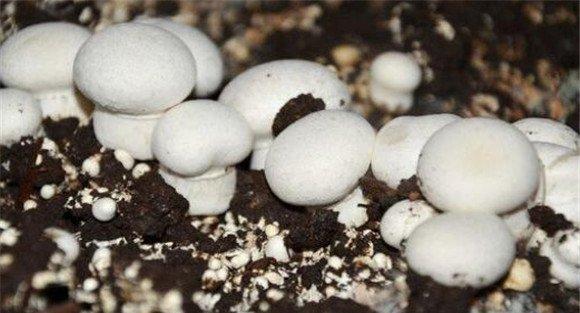 秋天食用菌栽培的方法与步骤