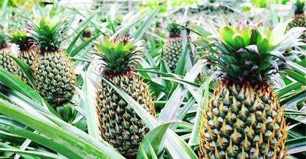 菠萝栽培几年才能结果