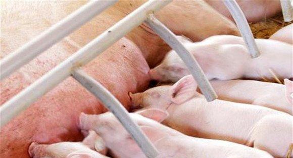 哺乳仔猪的生理特点和生长发育特征