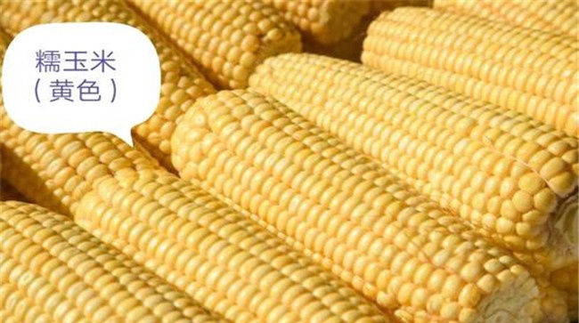 糯玉米和普通玉米区别