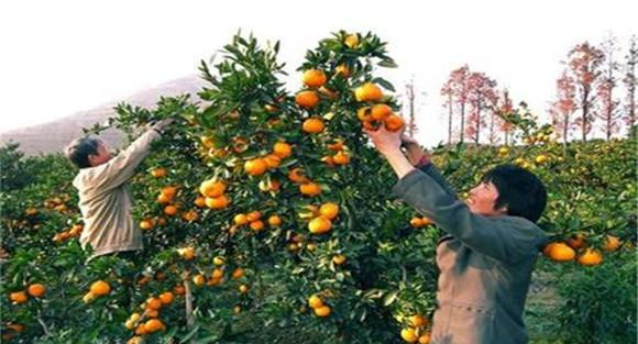 柑桔的适时采收