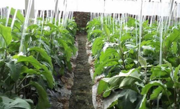 茄子壮苗期要多施磷肥