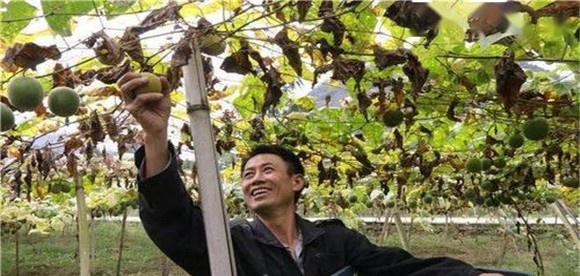 罗汉果采收方法